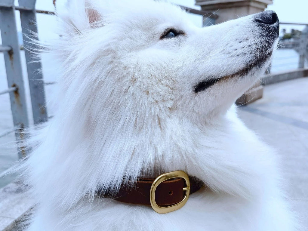 Personalized heavy duty leather dog collar and leash set