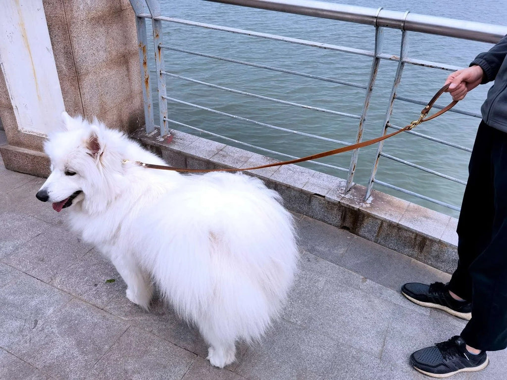 Personalized heavy duty leather large dog collar and leash set with name